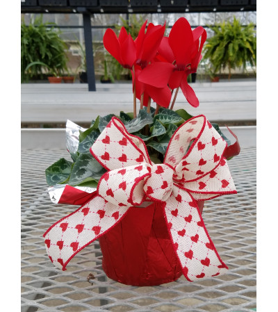 Cyclamen Love Cyclamen Love