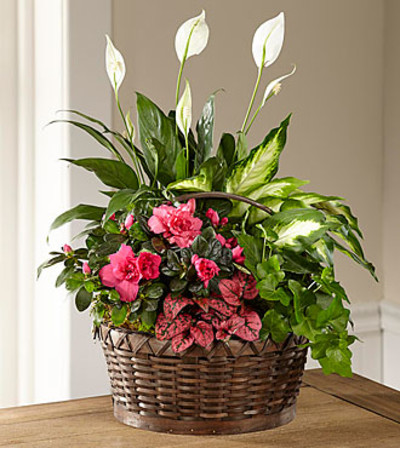 Blooms and greens Dishgarden Blooms and greens Dishgarden