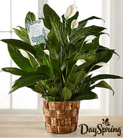 Peace Lily Plant Peace Lily Plant