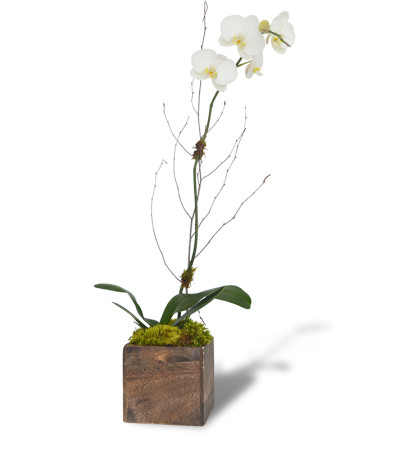 Simple Orchid Bloom Simple Orchid Bloom