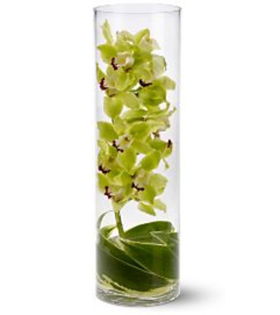 Stunning Cymbedium Orchid Vase Stunning Cymbedium Orchid Vase