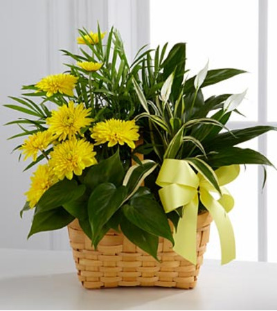 Greens and blooming Greens and blooming