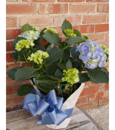 Blue Hydrangea Blue Hydrangea