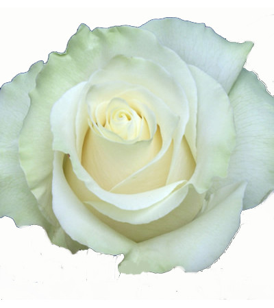 Dozen White Roses Long Stemmed Dozen White Roses Long Stemmed