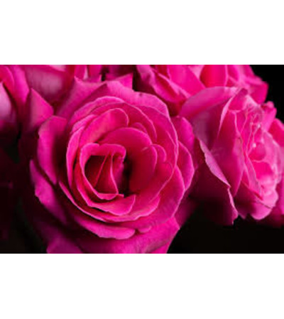 1 Dozen Hot Pink Long Stemmed Roses 1 Dozen Hot Pink Long Stemmed Roses