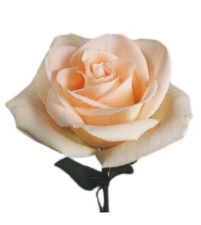 1 Dozen Long Stemmed Peach Roses 1 Dozen Long Stemmed Peach Roses