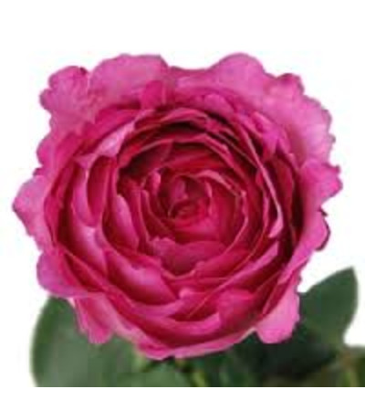 1 Dozen Gorgeous Hot pink David Austin garden roses 1 Dozen Gorgeous Hot pink David Austin garden roses