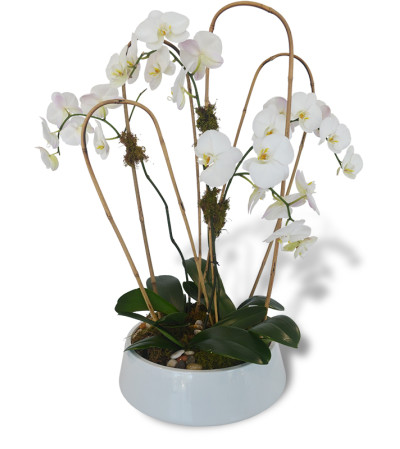 Four Phalaenopsis Orchids Four Phalaenopsis Orchids