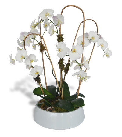 Five Phalaenopsis Orchids Five Phalaenopsis Orchids