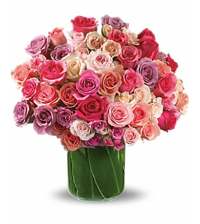 Rose Rapture Rose Rapture