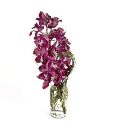 Cymbidium Romance Cymbidium Romance