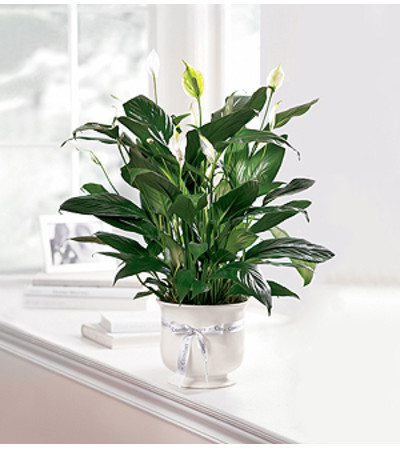 Comfort Planter by FTD Comfort Planter by FTD