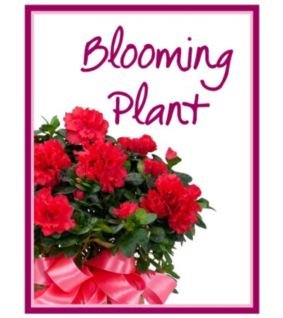 Blooming Plant from our Greenhouse Blooming Plant from our Greenhouse