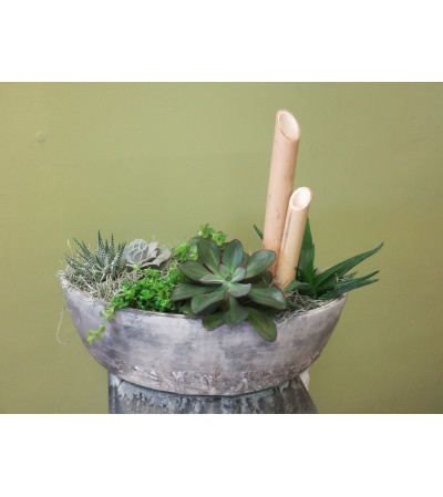 Succulent Boat Succulent Boat