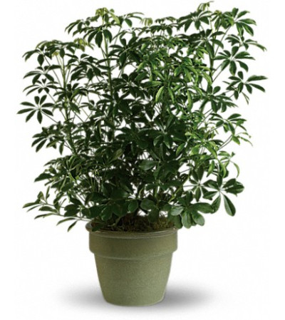 AMAZING ARBORICOLA AMAZING ARBORICOLA