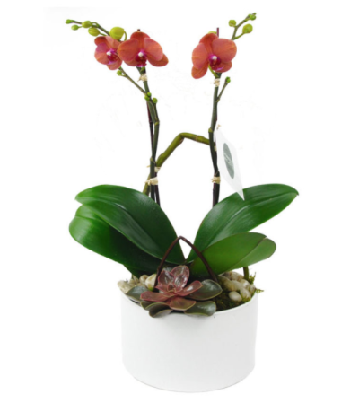 Mini Orange Orchid Mini Orange Orchid