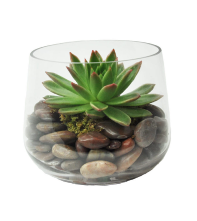 Modern Single Succulent Modern Single Succulent