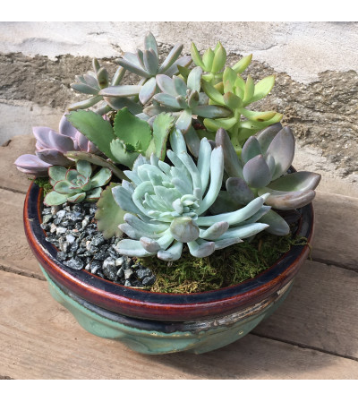 Succulent Garden Succulent Garden