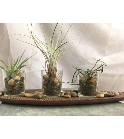 Tillandsia Tray Tillandsia Tray