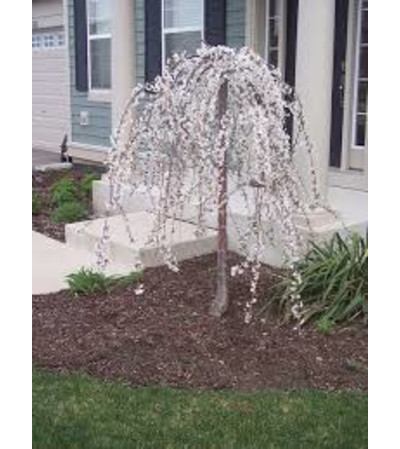 Snow Fountain Cherry tree Snow Fountain Cherry tree
