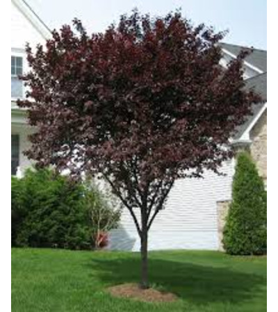 Thunder Cloud Plum Tree Thunder Cloud Plum Tree