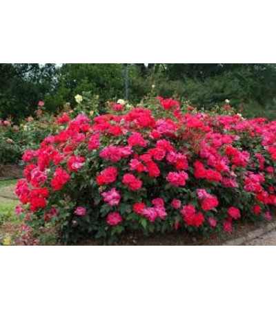 Knock Out Rose Bush Knock Out Rose Bush