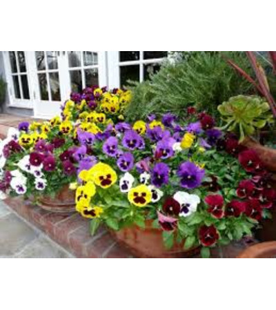 Pansy Bowl Pansy Bowl
