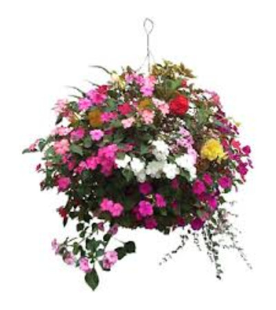 flowering Hanging Basket flowering Hanging Basket