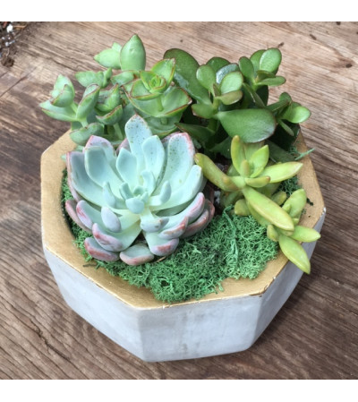 Succulent Garden - Medium Succulent Garden - Medium