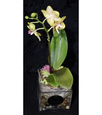 My Mini Orchid My Mini Orchid