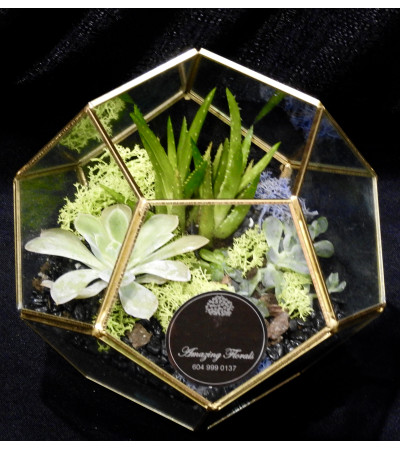 Gold Terrarium Gold Terrarium