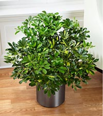 Schefflera Arboricola Schefflera Arboricola