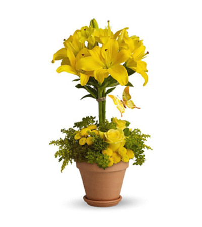 Yellow Topiary Yellow Topiary