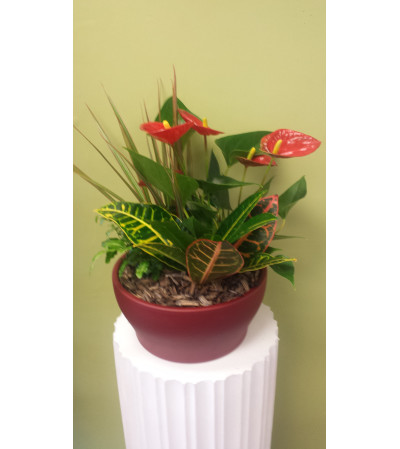 Large Anthurium Planter Large Anthurium Planter