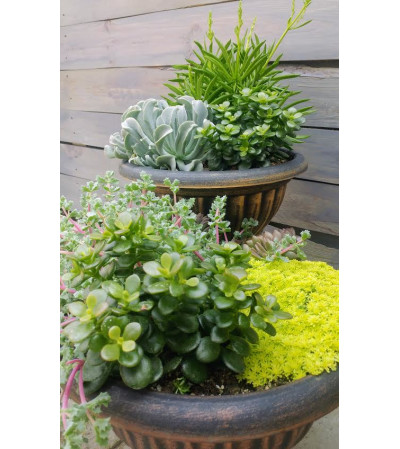 Succulent Garden Succulent Garden