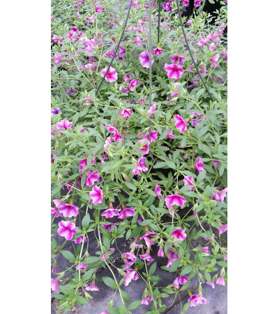 Hanging Basket of Annuals Hanging Basket of Annuals