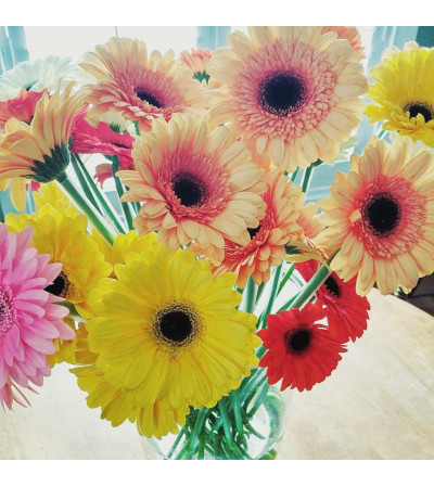 Simply Gerbera Daisies Simply Gerbera Daisies