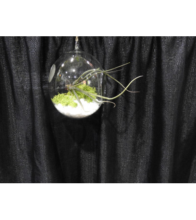 Air Plant terrarium Air Plant terrarium