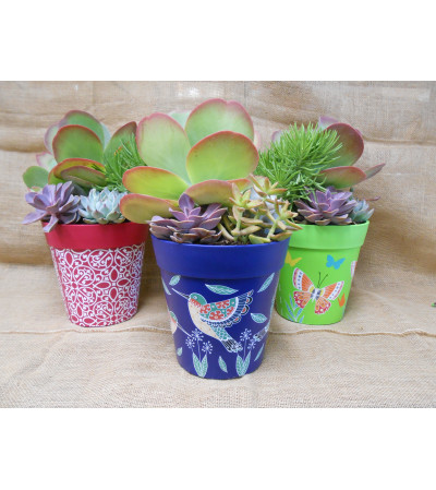 Succulent Garden Succulent Garden
