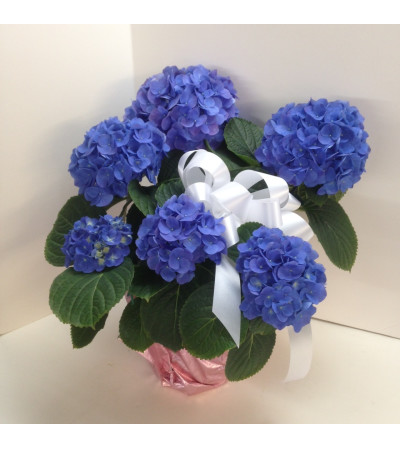 Hydrangea Plant Hydrangea Plant