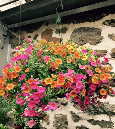 Blooming Hanging Basket Blooming Hanging Basket