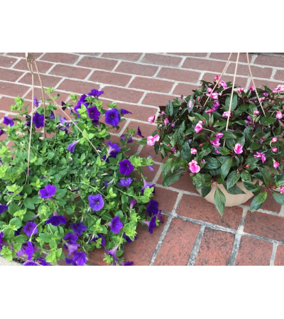 Annual Hanging Porch Pot Annual Hanging Porch Pot