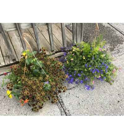 Combination Annual Hanging Pot Combination Annual Hanging Pot