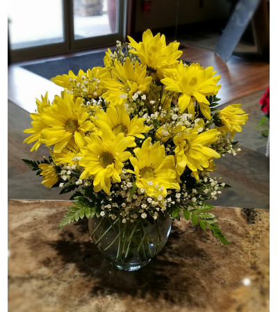 Daisy Delight Daisy Delight
