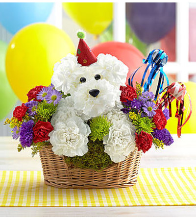 Puppy Celebration Puppy Celebration