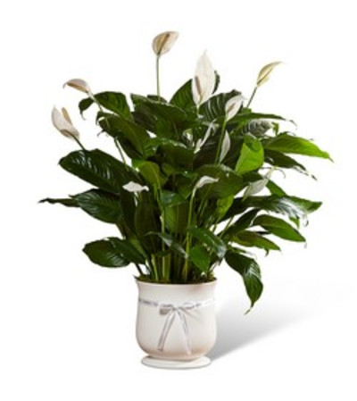 COMFORT PLANT COMFORT PLANT