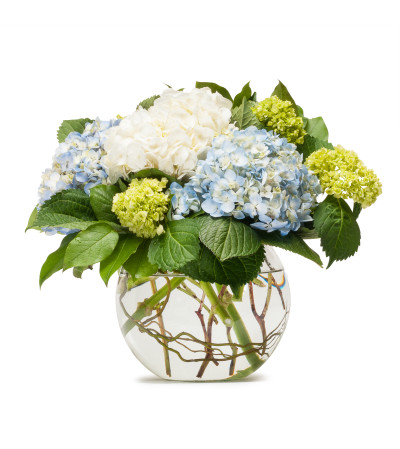 Mighty Hydrangea Mighty Hydrangea