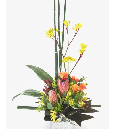 Mink Protea Mink Protea