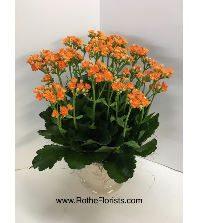 Kalanchoe Succulent Plant Kalanchoe Succulent Plant