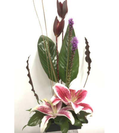 Stargazers Stargazers